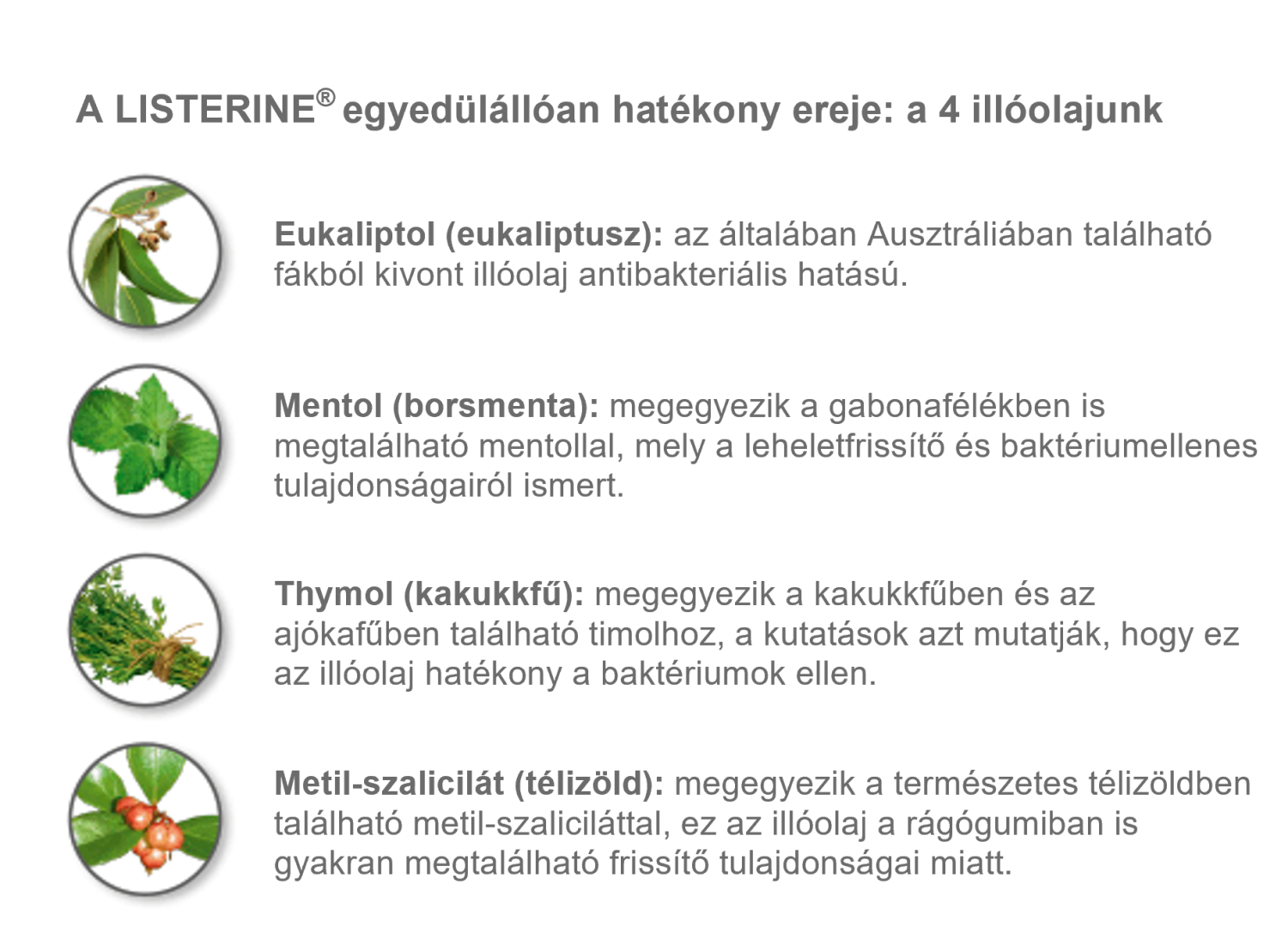 Listerine szájvíznek 4 illóolaj az alapja. Ezek az eukaliptol (eukaliptusz), a mentol (borsmenta), thymol (kakukkfű) és metil-szalicilát (télizöld).